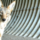 Illustration for article titled City-Dwelling Coyotes Prefer Urban Spaces Like Their Human Neighbors